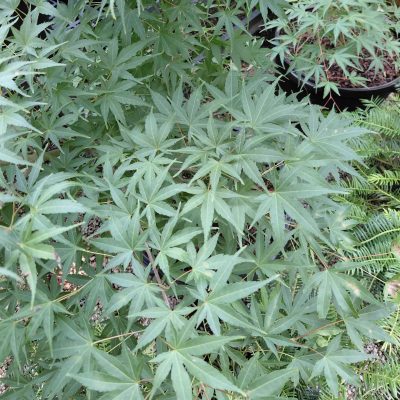 Acer palmatum 'Nishiki gawa'
