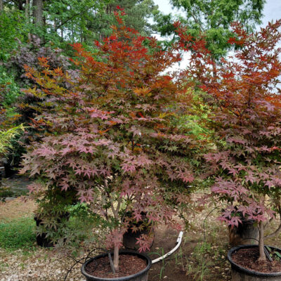 Acer palmatum 'Emperor 1'