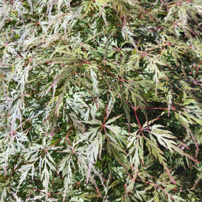 Acer palmatum var. dissectum 'Orangeola'