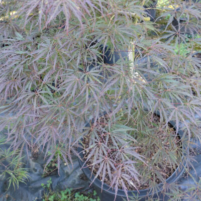 Acer palmatum var. dissectum 'Tamukeyama'