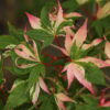 Acer palmatum 'Asahi Zuru'