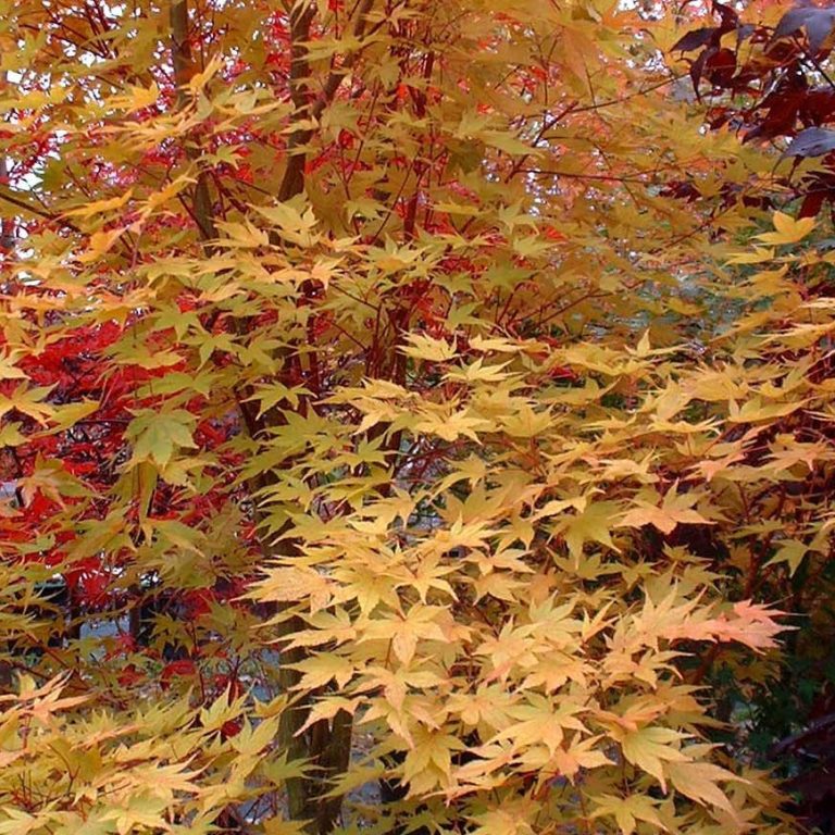 Acer palmatum ‘Beni Kawa’ | Kiefer Nursery: Trees, Shrubs, Perennials