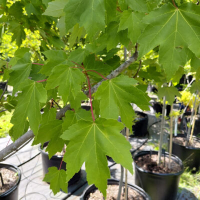 Acer rubrum 'October Glory'