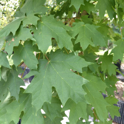 Acer saccharum - Sugar Maple