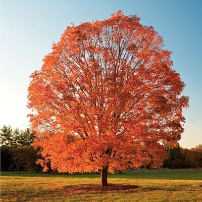 Acer saccharum - Sugar Maple
