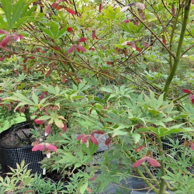 Acer palmatum 'Suminagashi'