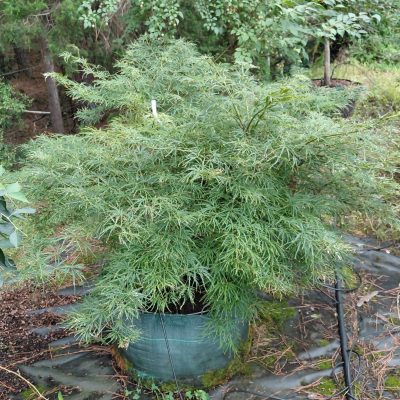 Acer palmatum var. dissectum 'Viridis'