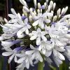 Agapanthus praecox orientalis 'PMN06'