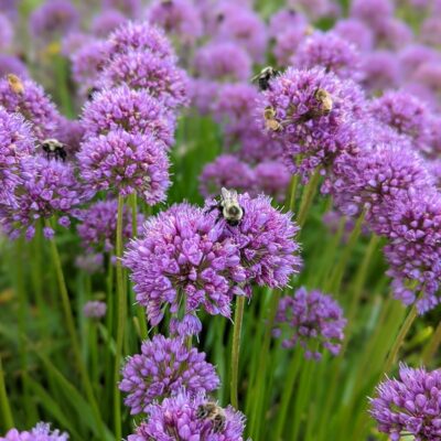 Allium 'Millenium'
