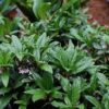 Ardisia japonica