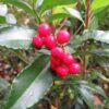 Ardisia japonica 'Andre the Giant' - Image 3