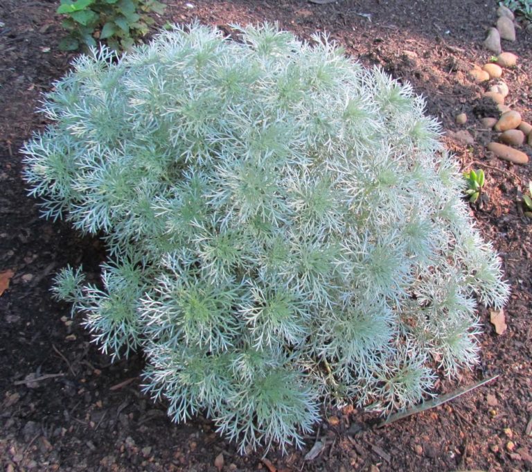 Artemisia Schmidtiana ‘silver Mound Kiefer Nursery Trees Shrubs