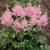 Astilbe chinensis 'Visions in Pink' PP11860