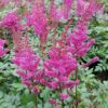 Astilbe chinensis 'Maggie Daley'