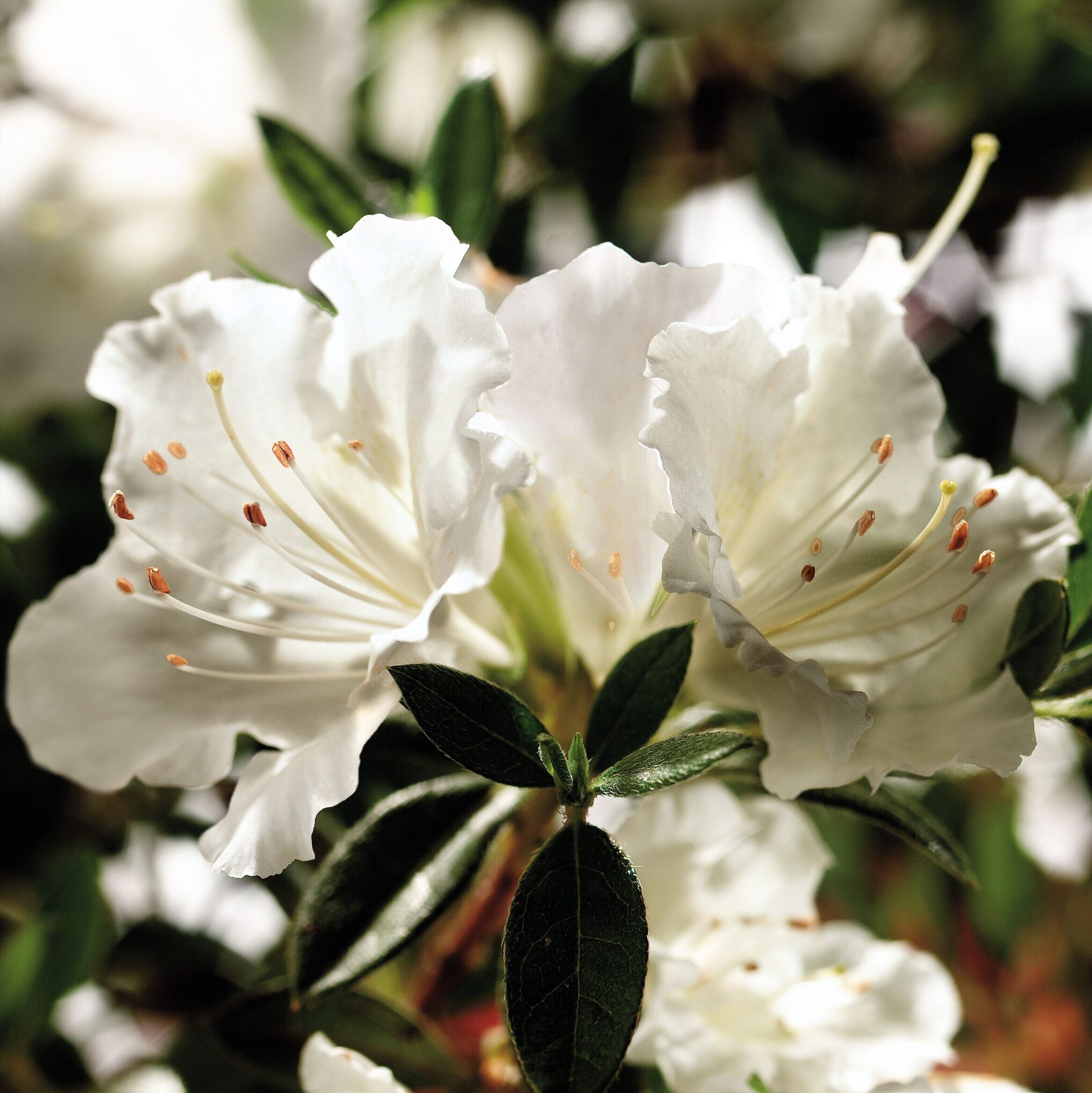 Azalea 'Robleg' Encore® Autumn Angel®