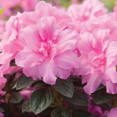 Azalea 'Roblec' Encore® Autumn Carnation®