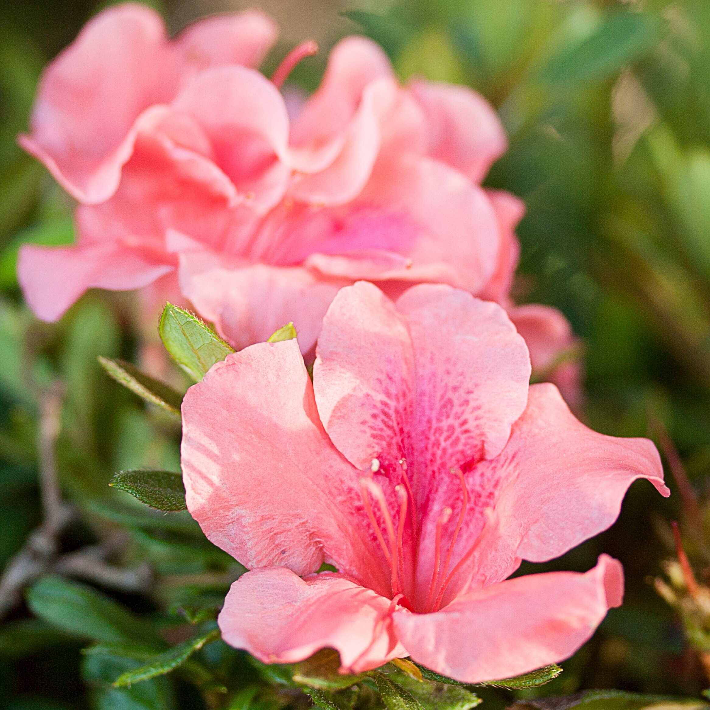 Azalea 'Conled' Encore® Autumn Coral®