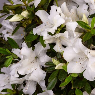 Azalea 'Roblev' Encore® Autumn Ivory®