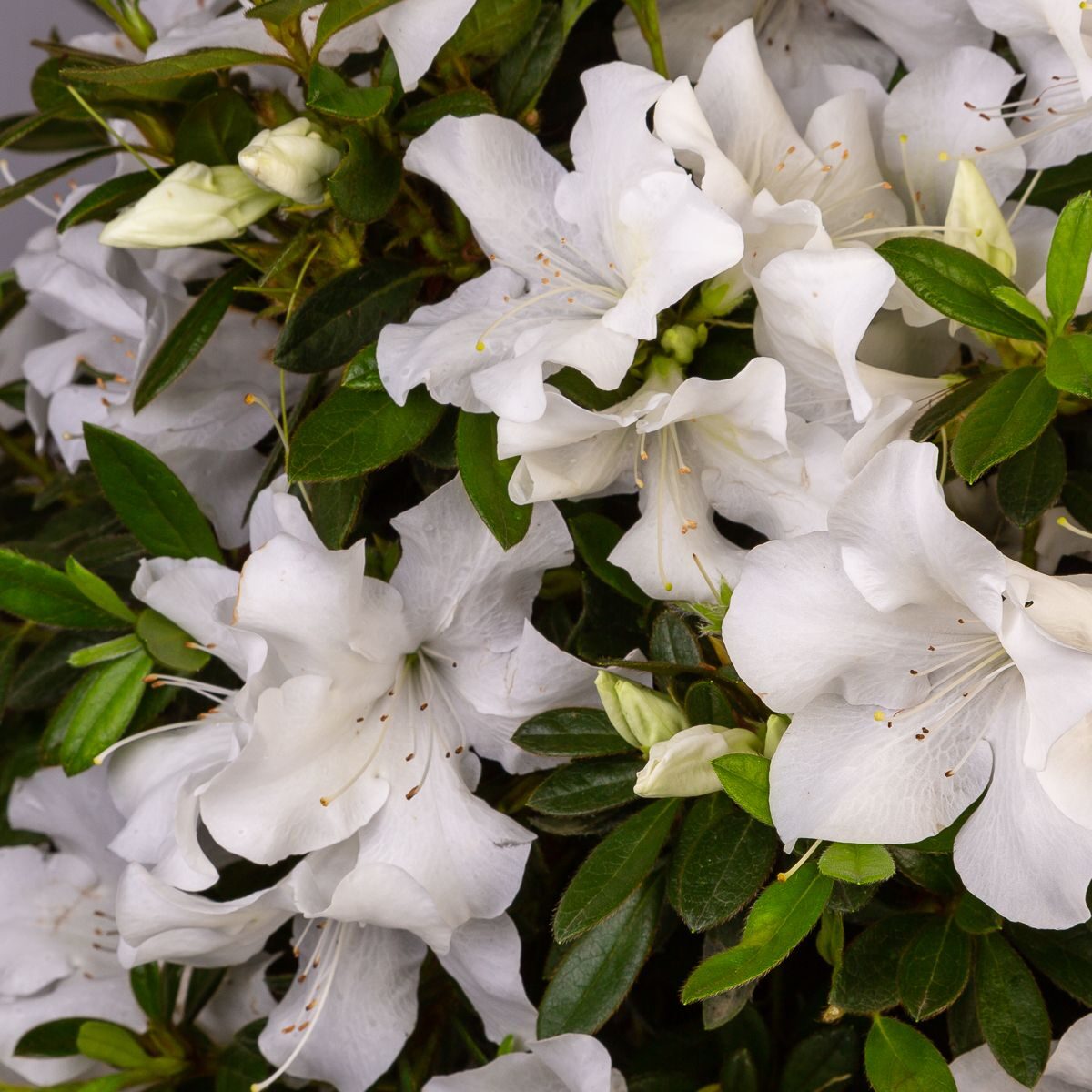 Azalea 'Roblev' Encore® Autumn Ivory®
