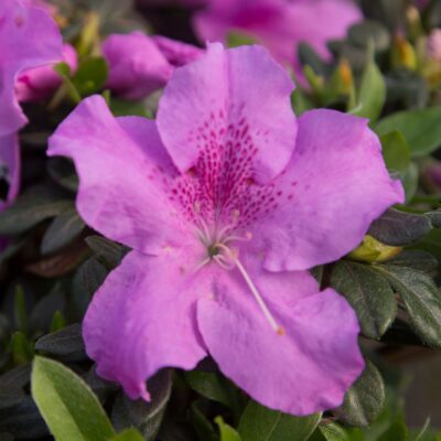 Azalea 'Robles' Encore® Autumn Lilac®