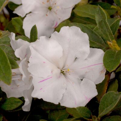 Azalea 'Roblex' Encore® Autumn Lily®