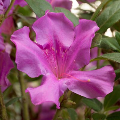 Azalea 'Conlec' Encore® Autumn Royalty®