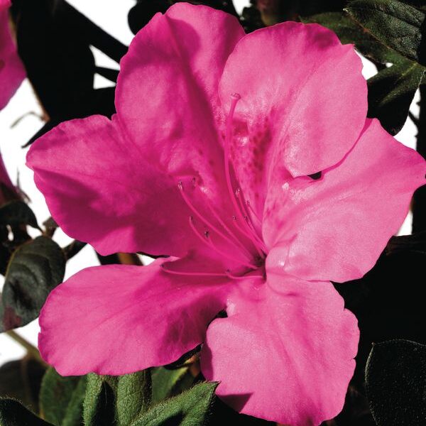 Azalea 'Roblee' Encore® Autumn Sangria®