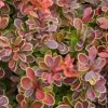 Berberis thunbergii 'Admiration'