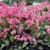 Bergenia x smithii 'Spring Fling'