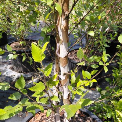 Betula nigra 'DuraHeat'