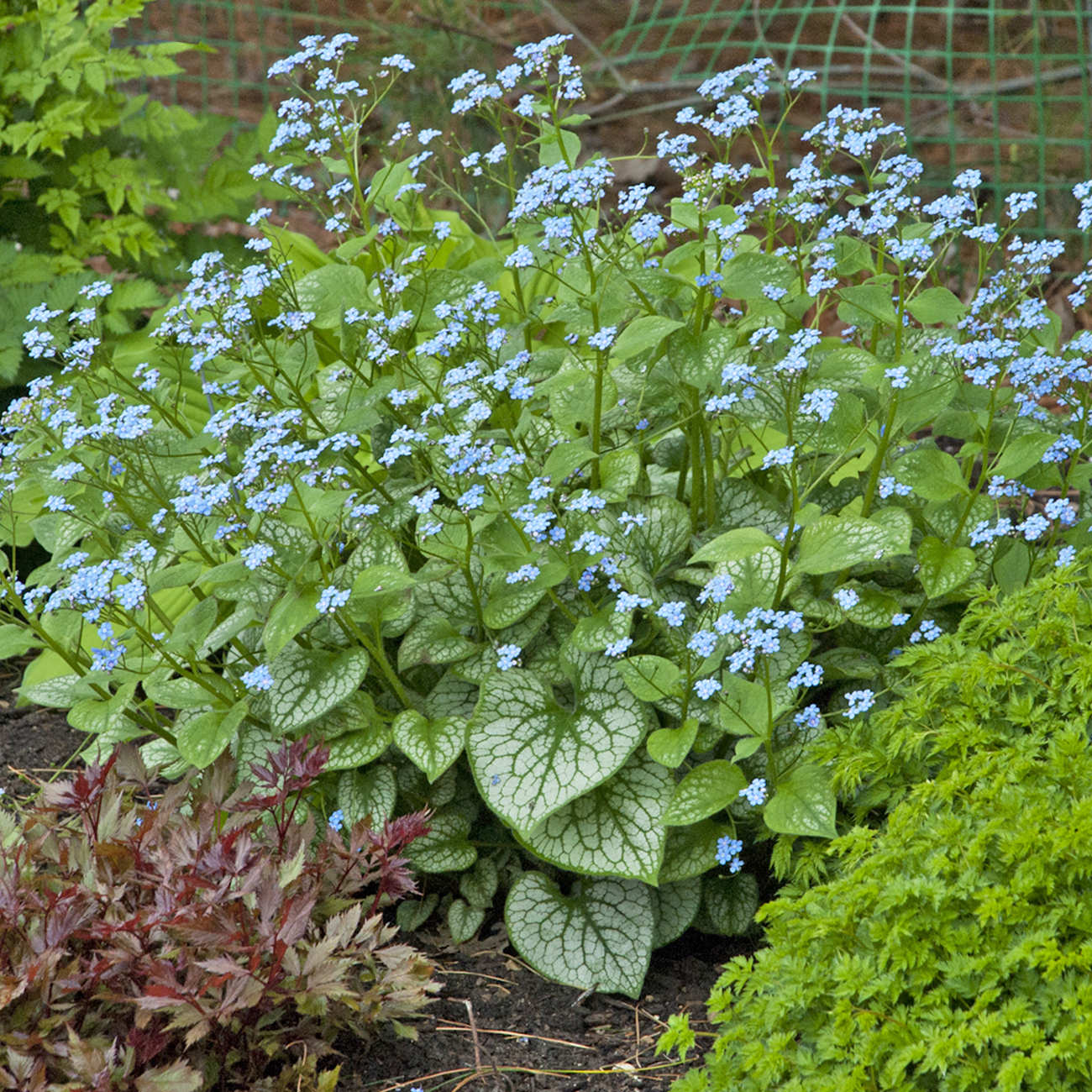 Brunnera Jack Frost