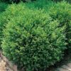 Buxus x 'Green Gem'