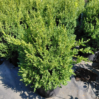 Buxus x 'Green Mountain'