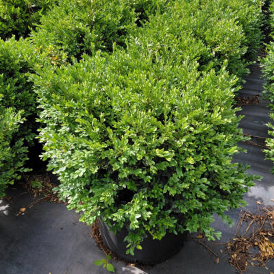 Buxus 'Green Velvet'