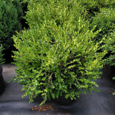 Buxus microphylla 'Winter Gem'
