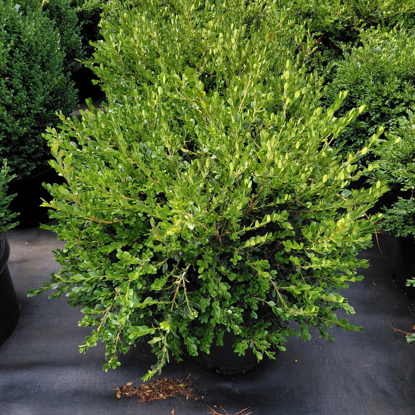chandler blueberry plants Chandler Blueberry Bush  Roots to Fruits Nursery