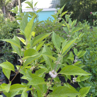 Callicarpa americana