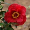 Camellia japonica 'Dr. JC Raulston'