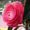 Camellia japonica 'Jack's Pink'
