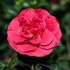 Camellia japonica 'Kramer's Supreme'