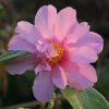 Camellia x 'Winter's Charm'