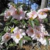 Camellia x 'Japanese Fantasy'
