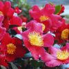 Camellia sasanqua 'Yuletide'