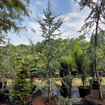 Cedrus atlantica 'Glauca'