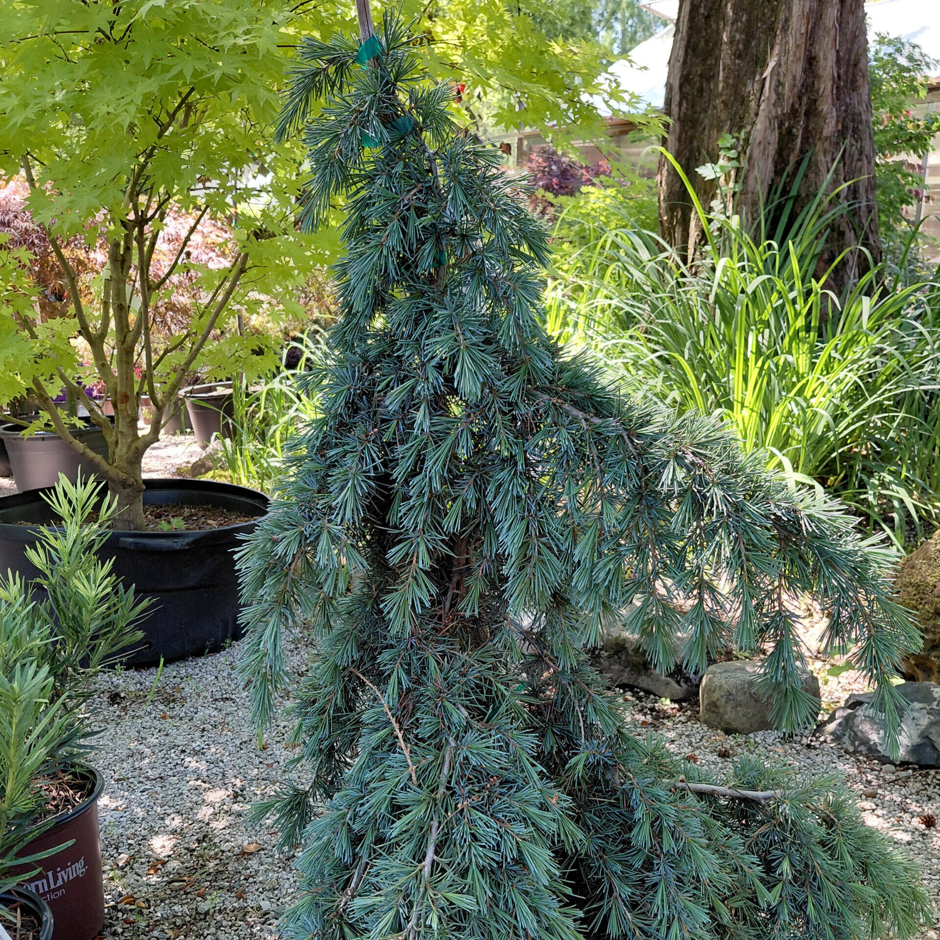 Cedrus deodara 'Feelin' Blue'