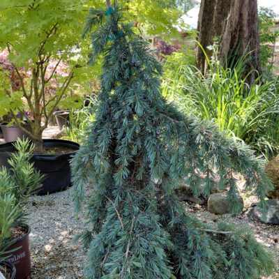 Cedrus deodara 'Feelin' Blue'