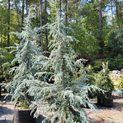 Cedrus deodara 'Sanders Blue'