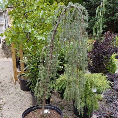 Cedrus atlantica 'Glauca Pendula'