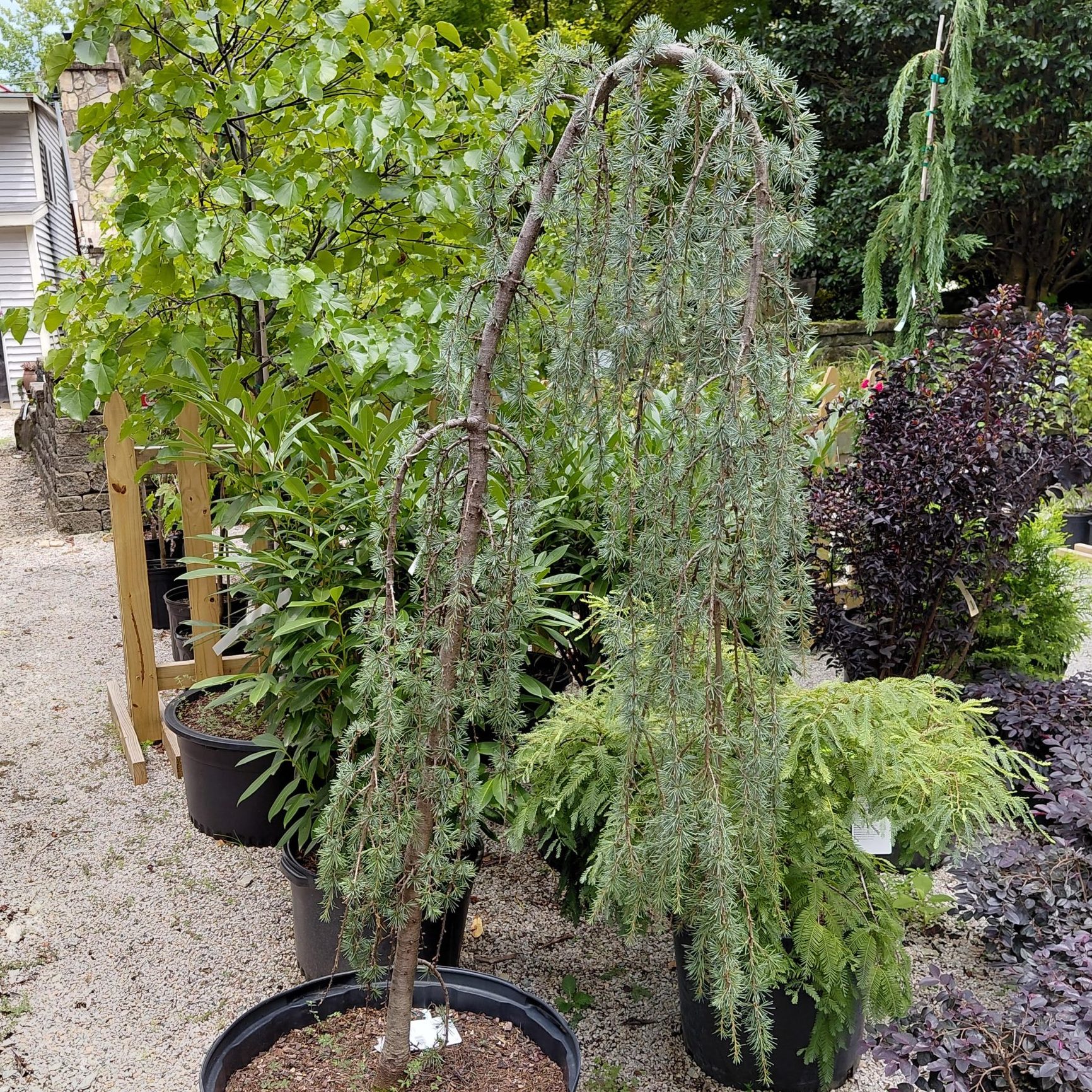 Cedrus atlantica 'Glauca Pendula'