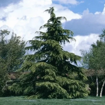 Cedrus deodara